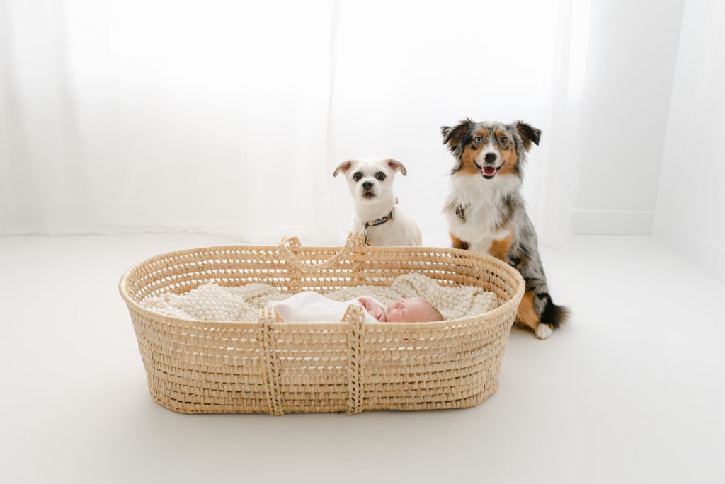 Baby in Bassinet with 2 Dogs